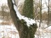 Zasněžený strom.jpg