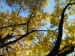 Stromy na podzim.JPG